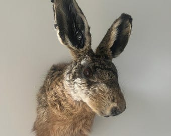 NEW! Mounted head of a beautiful hare