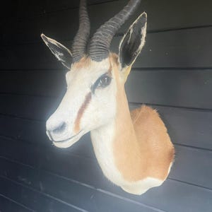 Mounted springbok