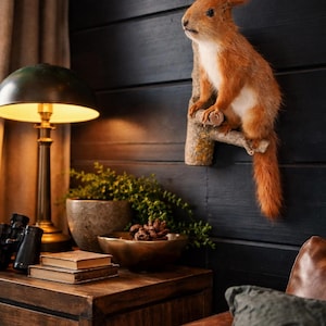 May include: A mounted taxidermied squirrel with reddish-brown fur and a white belly, perched on a branch against a dark wood-panelled wall. A vintage lamp, books, and a decorative bowl are on a wooden side table.