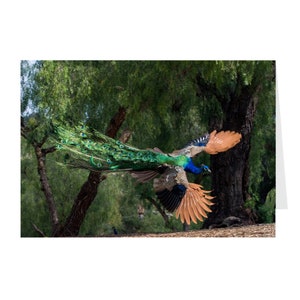 Paon volant avec la forme du cœur sur ses ailes. Cartes de vœux pliées