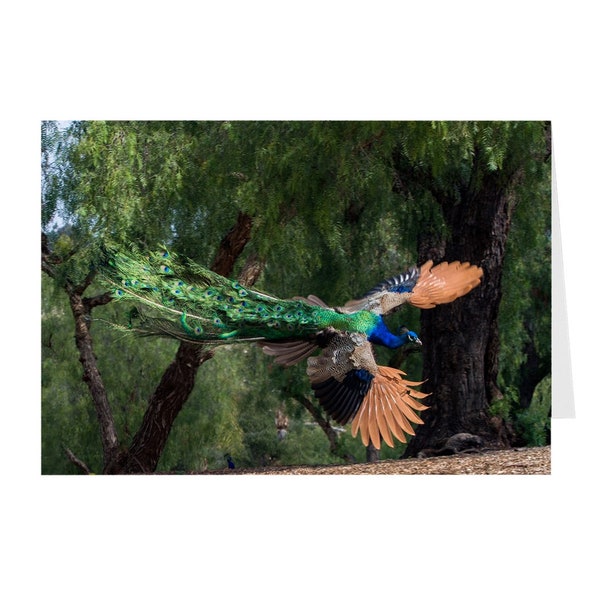 Flying Peacock With Heart Shape On His Wings. Folded Greeting Cards