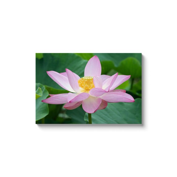 Lotus Flower Symbol Of Sacred Grace Enlightenment And Of Etsy Australia