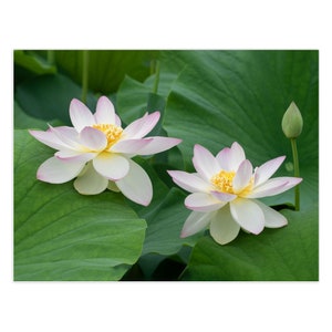 Duas flores de lótus cor-de-rosa em plena floração. Cartões comemorativos dobrados com envelopes