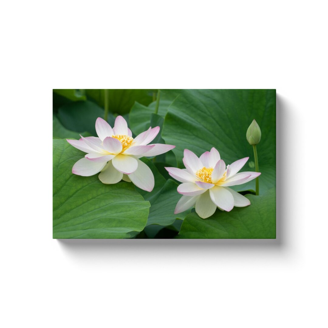 Two Blushing Lotus Flowers and the Future. up to 3 Feet Wide. Canvas