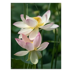 満開の蓮の花2本。グリーティングカード