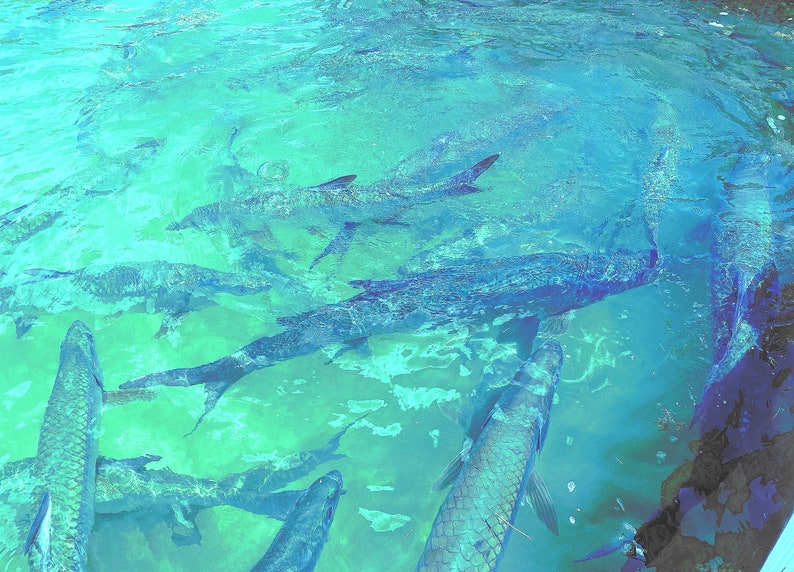 Tarpon Print 8x10 Custom Print