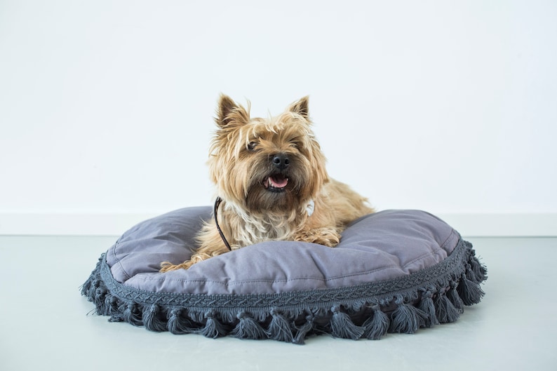 May include: A small, light brown dog with a black collar is lying on a gray, round dog bed with a fringe border. The dog is looking directly at the camera with its mouth open in a smile.