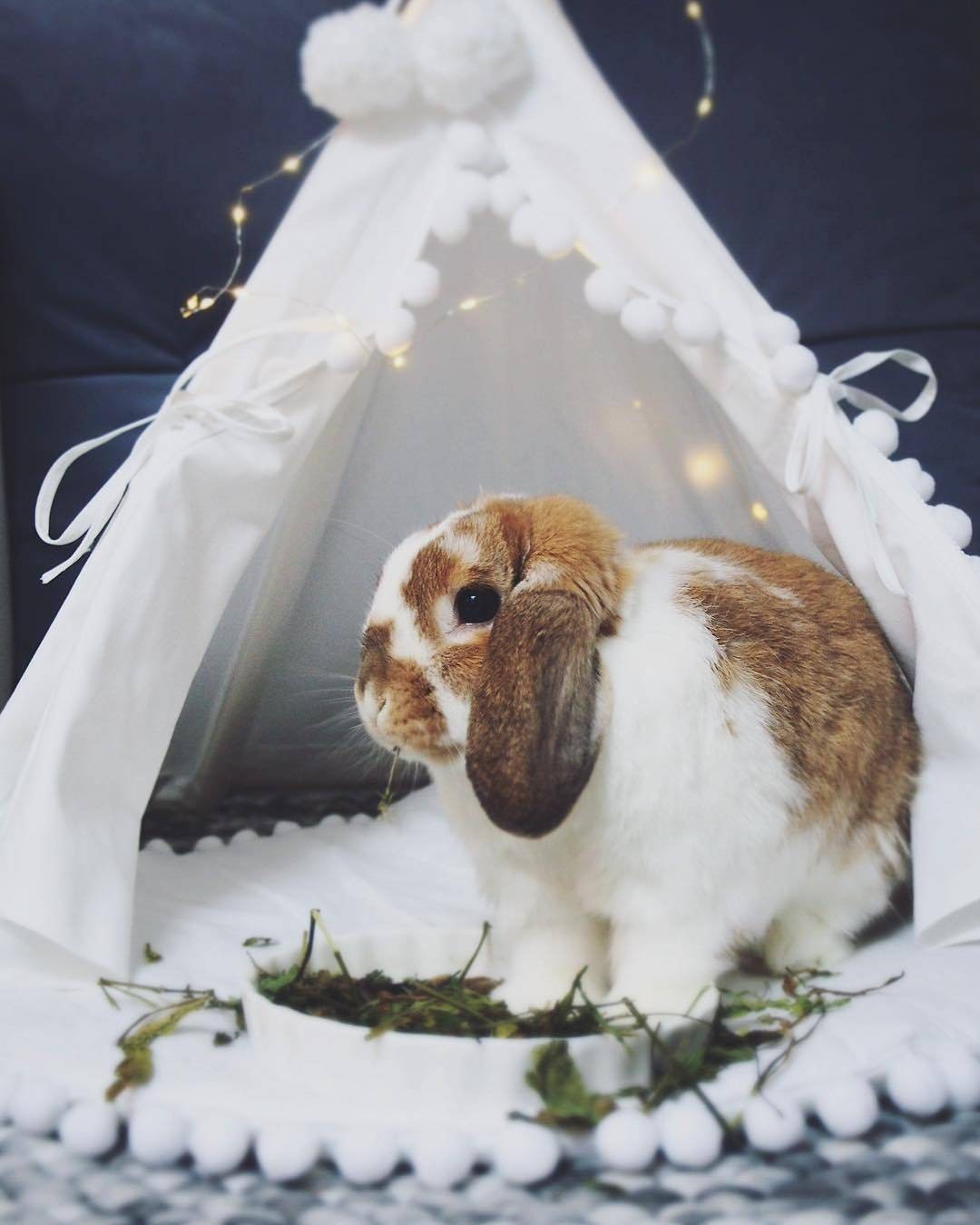 Bed for Rabbit Pet Bed from Natural Cotton Bunny Teepee with Etsy