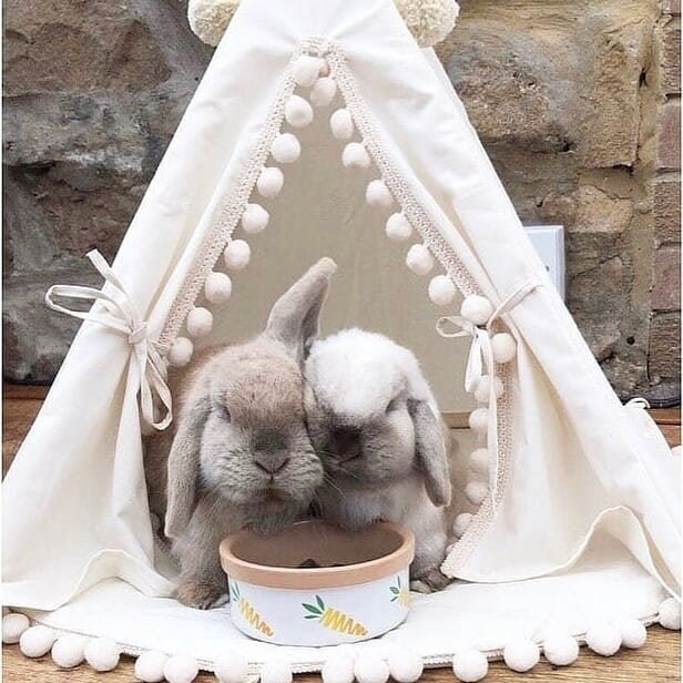 bunny bed