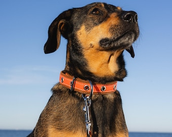 Puede incluir: Un perro con pelaje negro y marrón que lleva un collar de cuero naranja con herrajes plateados. El perro mira hacia arriba contra un fondo de cielo azul y océano. Una correa de cuero naranja a juego está sujeta al collar.