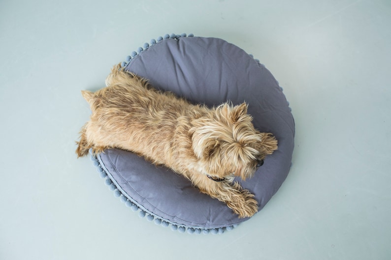 May include: A small, light brown dog with long fur is lying on a round, gray dog bed with a pom-pom trim.