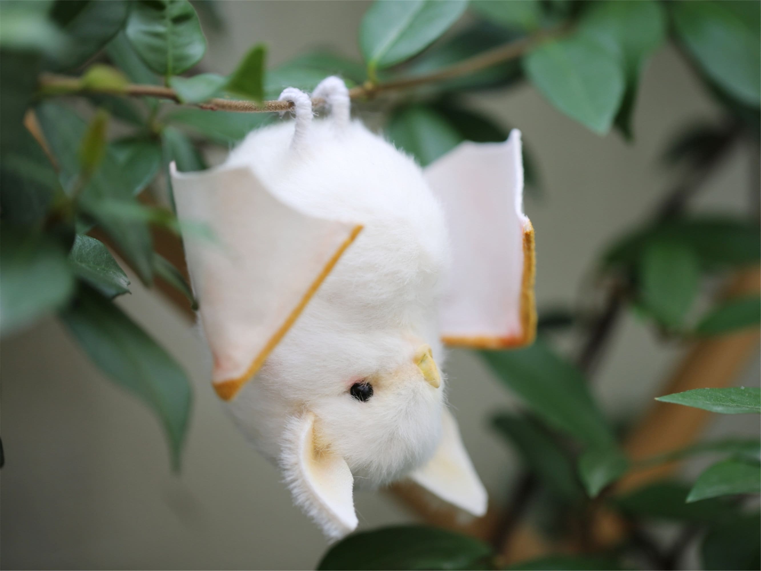 Albino Fruit Bat