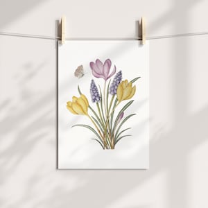 Stampa A4 senza cornice Muscari e Crocus - Arte botanica in inchiostro e acquerello su carta da acquerello Premium da 300 g/m²