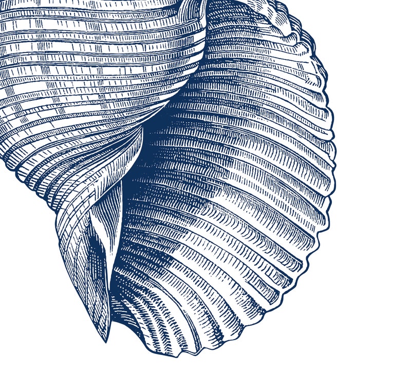 Sea shell wall art Nautical coastal print Indigo Navy blue | Etsy