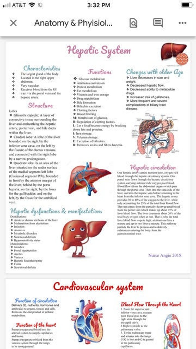 anatomy-physiology-study-guides-etsy
