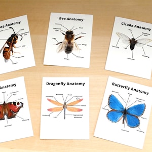 Druckbare Insekt Anatomie Karteikarten, Montessori inspiriert, Homeschool Ressourcen, Naturkunde, Kleinkind Karteikarten, Teile des Insekts