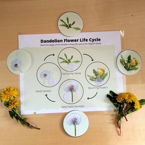Puede incluir: Un juego educativo colorido para niños que presenta el ciclo de vida del diente de león. El juego incluye un diagrama circular con las diferentes etapas del ciclo de vida del diente de león, incluyendo la dispersión de semillas, la germinación de las hojas, el desarrollo de la cabeza de semillas y la floración. También hay ocho tarjetas redondas con imágenes de las diferentes etapas del ciclo de vida del diente de león.