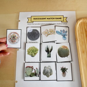 Gioco di abbinamento di piante succulente stampabili in età prescolare, Pagina di libro impegnativa, Curriculum scolastico domiciliare, Attività prescolari, Foglio di lavoro Montessori