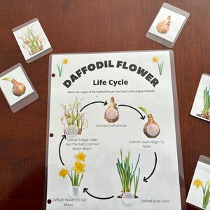 Daffodil Flower Life Cycle Worksheet, Preschool Printable, Nature Study, Forest School, Preschool Activity, Montessori, Busy Book, Botany