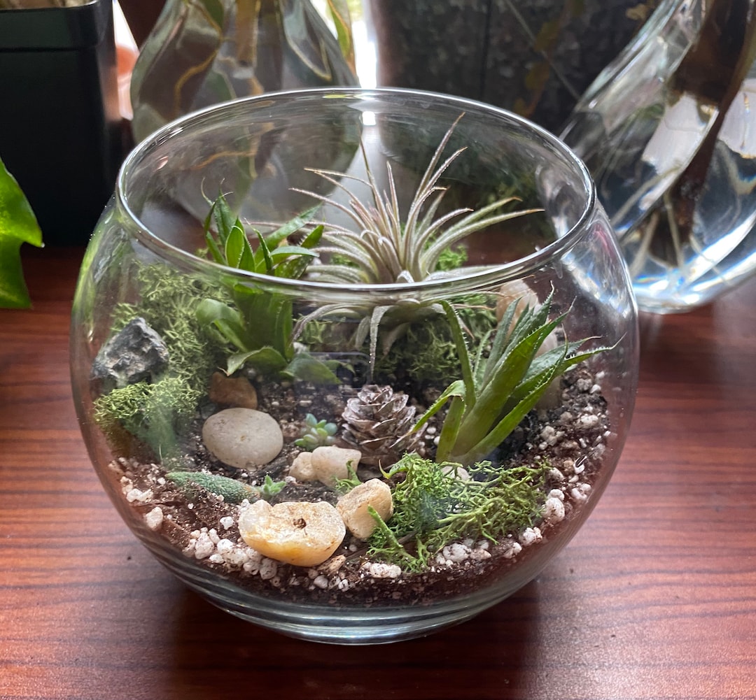 jade plant old Jade Tree Aged- Groomed  Plants and Things LLC