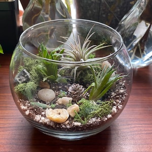 Complete Terrarium Building Kit - Succulent Plant Kit For Beginners