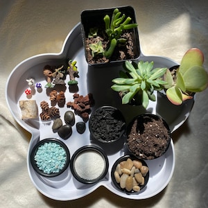 Terrarium Starter Kit