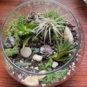 K&ouml;nnte beinhalten: Ein gl&auml;sernes Terrarium gef&uuml;llt mit verschiedenen Sukkulenten, Moos, kleinen Steinen und einer Muschel. Die Anordnung umfasst eine Vielzahl gr&uuml;ner Pflanzen, eine hellfarbene Luftpflanze und kleine Tannenzapfen.