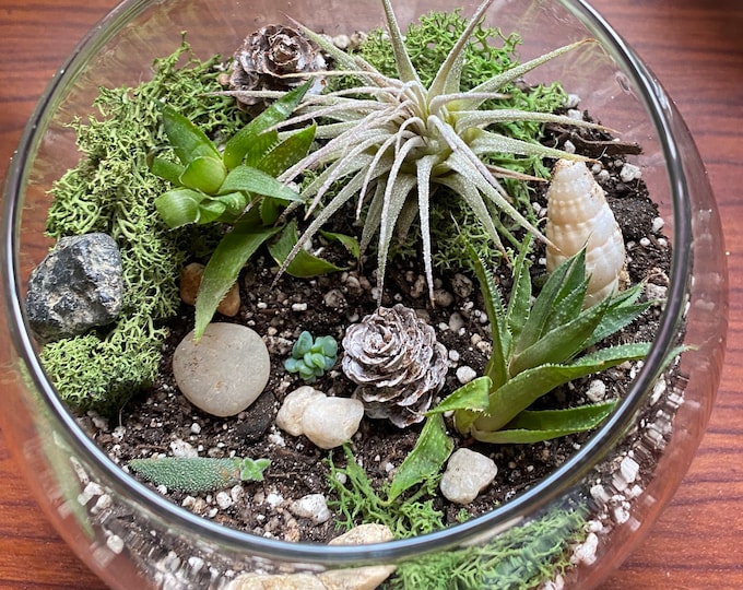 Complete Terrarium Building Kit Etsy