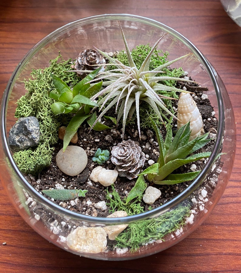 K&ouml;nnte beinhalten: Ein gl&auml;sernes Terrarium gef&uuml;llt mit verschiedenen Sukkulenten, Moos, kleinen Steinen und einer Muschel. Die Anordnung umfasst eine Vielzahl gr&uuml;ner Pflanzen, eine hellfarbene Luftpflanze und kleine Tannenzapfen.