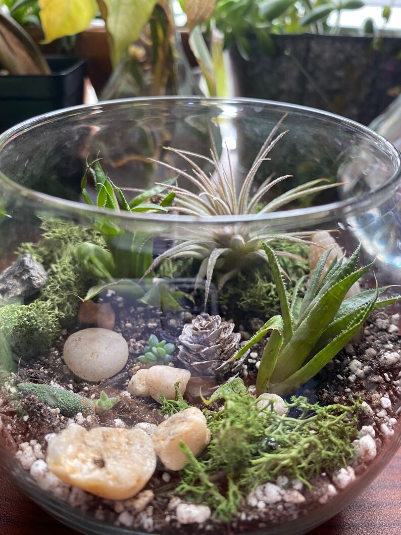 Complete Terrarium Building Kit Etsy