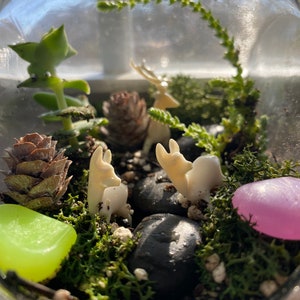 K&ouml;nnte beinhalten: Ein Miniatur-Terrarium in einem Glas, mit einer kleinen Sukkulentenpflanze, Moos, schwarzen Steinen und dekorativen Elementen. Enth&auml;lt kleine wei&szlig;e Hirschfiguren, einen Tannenzapfen und farbige Steine. Das Terrarium ist ein Miniatur-&Ouml;kosystem.