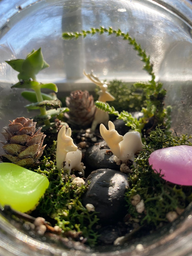 K&ouml;nnte beinhalten: Ein Miniatur-Terrarium in einem Glas, mit einer kleinen Sukkulentenpflanze, Moos, schwarzen Steinen und dekorativen Elementen. Enth&auml;lt kleine wei&szlig;e Hirschfiguren, einen Tannenzapfen und farbige Steine. Das Terrarium ist ein Miniatur-&Ouml;kosystem.