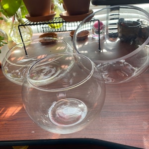 K&ouml;nnte beinhalten: Mehrere transparente Glasterrarien in verschiedenen Gr&ouml;&szlig;en sind auf einer Holzoberfl&auml;che angeordnet. Die Schalen sind kugelf&ouml;rmig mit flachem Boden, f&uuml;r Pflanzen oder dekorative Zwecke. Im Hintergrund sind Topfpflanzen und ein Fenster zu sehen.