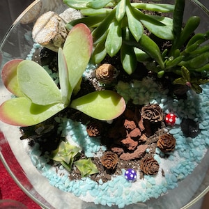K&ouml;nnte beinhalten: Ein Glasterrarium gef&uuml;llt mit verschiedenen Sukkulenten, kleinen Tannenzapfen und dekorativen blauen und wei&szlig;en Steinen. Die Anordnung umfasst Miniatur-Pilzfiguren in Rot und Blau, wodurch eine Miniaturgartenszene entsteht.