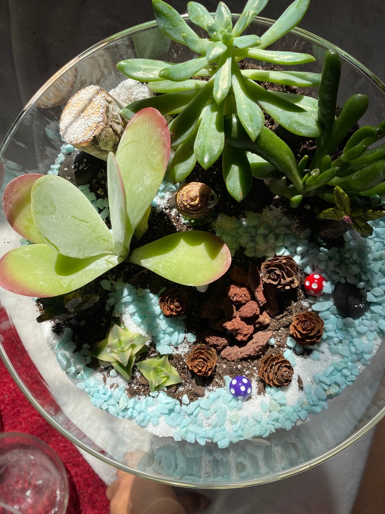 K&ouml;nnte beinhalten: Ein Glasterrarium gef&uuml;llt mit verschiedenen Sukkulenten, kleinen Tannenzapfen und dekorativen blauen und wei&szlig;en Steinen. Die Anordnung umfasst Miniatur-Pilzfiguren in Rot und Blau, wodurch eine Miniaturgartenszene entsteht.