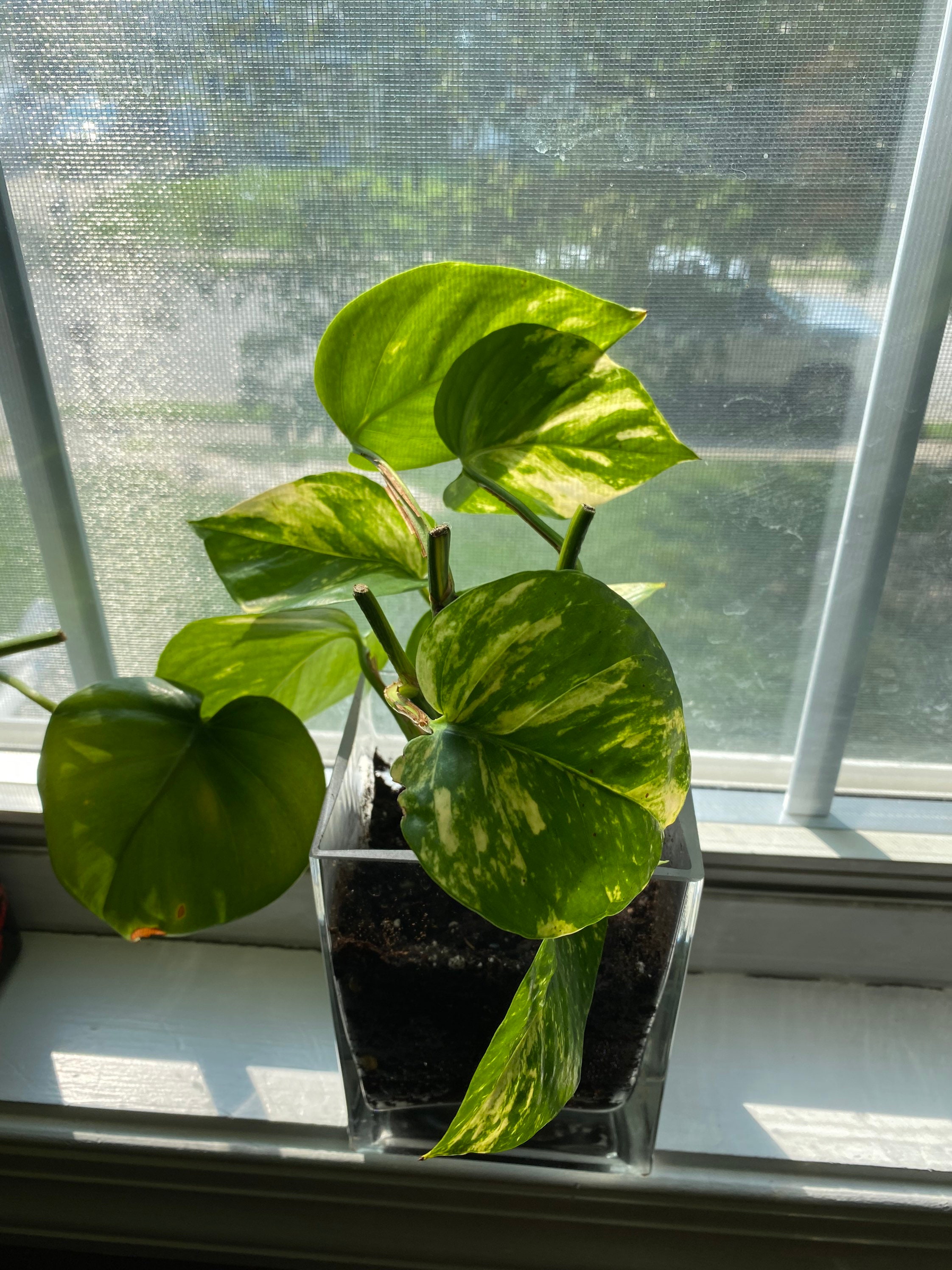 Golden Hawaiian Pothos Plant Cuttings Fully Rooted Etsy