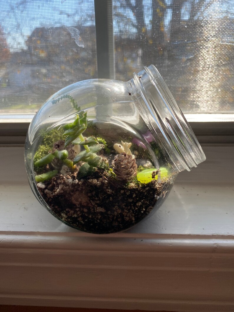 Complete Terrarium Building Kit Etsy