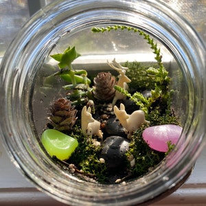 K&ouml;nnte beinhalten: Ein Terrarium in einem transparenten Glasbeh&auml;lter mit Miniatur-Hirschfiguren, gr&uuml;nen und rosa Steinen und verschiedenen Pflanzen. Das Terrarium enth&auml;lt eine Sukkulente, Moos und kleine Tannenzapfen.
