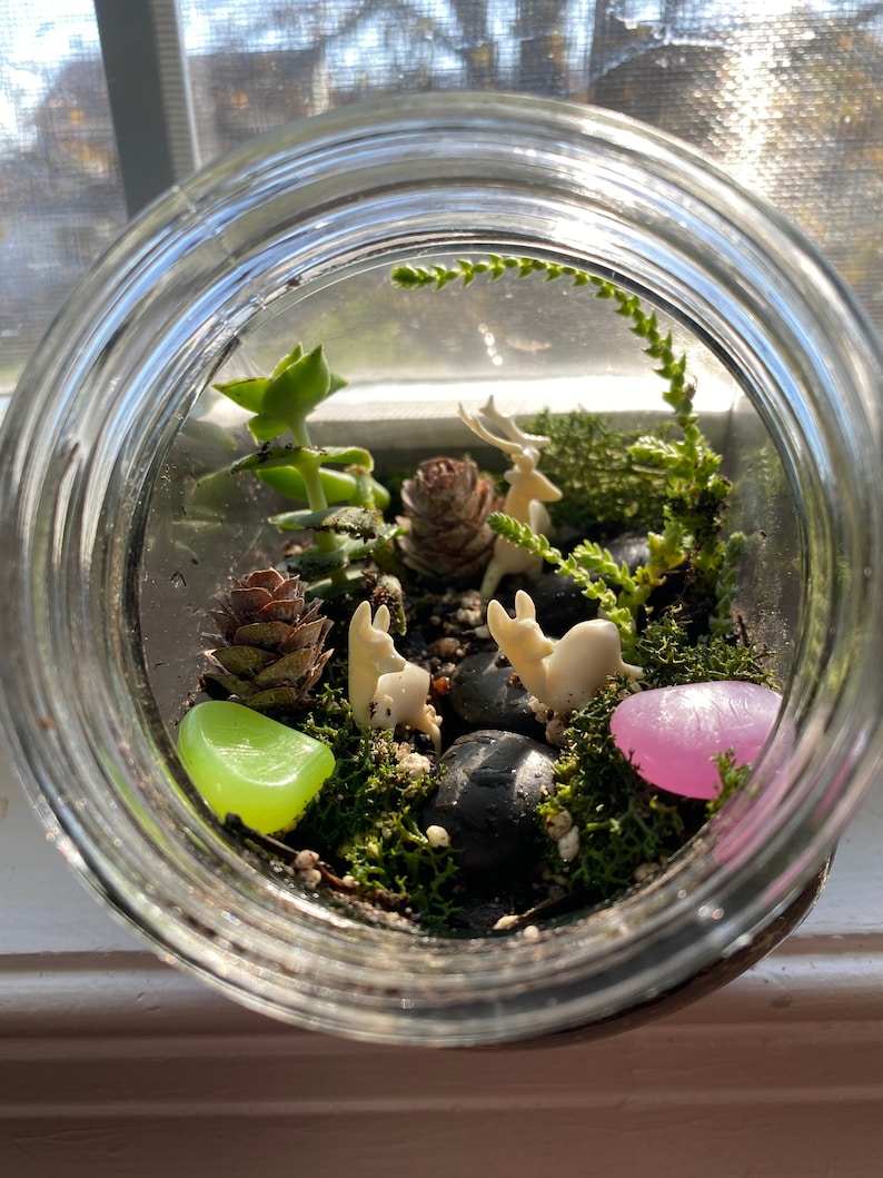 Complete Terrarium Building Kit Etsy