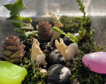 Tiktok Live - DIY Terrarium Kit: Gruppenaktivität, Teambildung