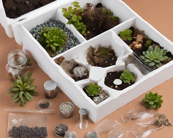 Terrarium Starter Set