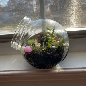 K&ouml;nnte beinhalten: Ein klares Glas-Terrarium mit einer weiten &Ouml;ffnung, das eine Miniaturlandschaft enth&auml;lt. Im Inneren befinden sich kleine Pflanzen, Moos, ein rosa Stein und winzige wei&szlig;e Figuren. Das Glas steht auf einer wei&szlig;en Fensterbank, mit Sonnenlicht, das durch ein Fenster scheint.