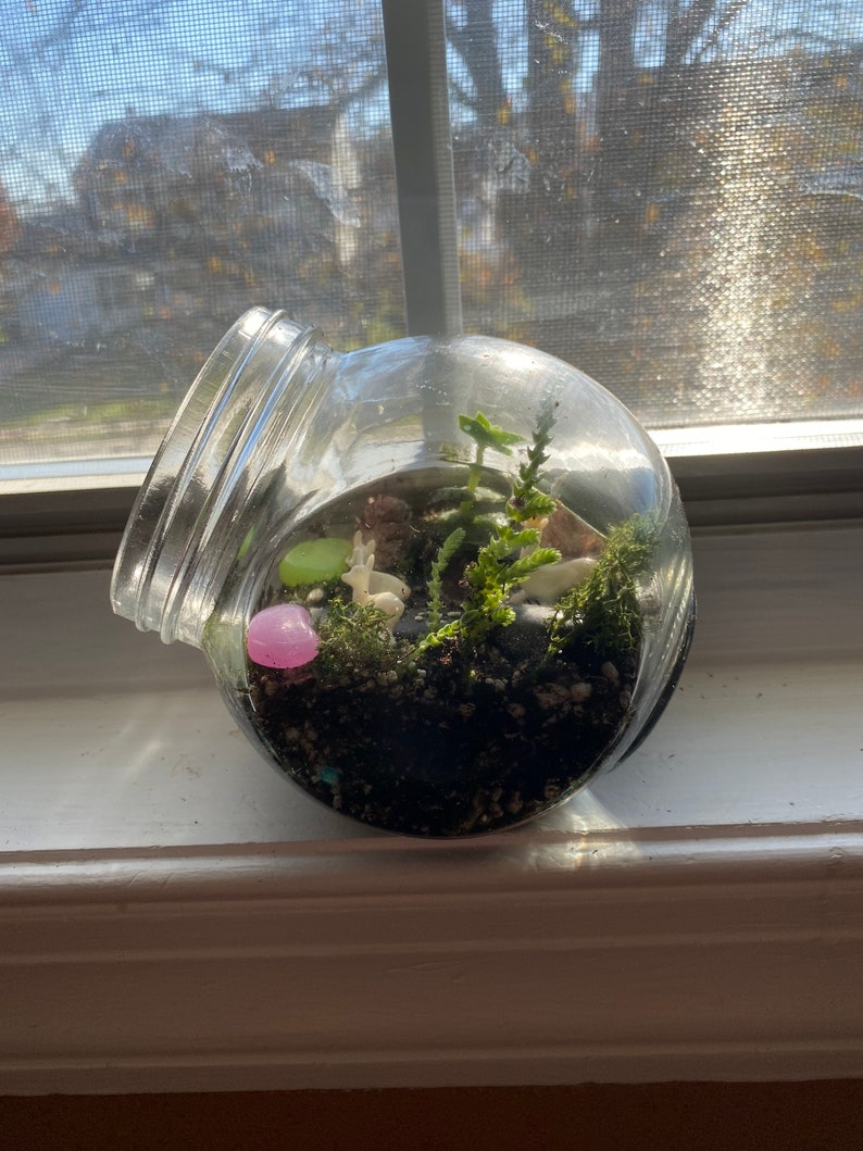 K&ouml;nnte beinhalten: Ein klares Glas-Terrarium mit einer weiten &Ouml;ffnung, das eine Miniaturlandschaft enth&auml;lt. Im Inneren befinden sich kleine Pflanzen, Moos, ein rosa Stein und winzige wei&szlig;e Figuren. Das Glas steht auf einer wei&szlig;en Fensterbank, mit Sonnenlicht, das durch ein Fenster scheint.