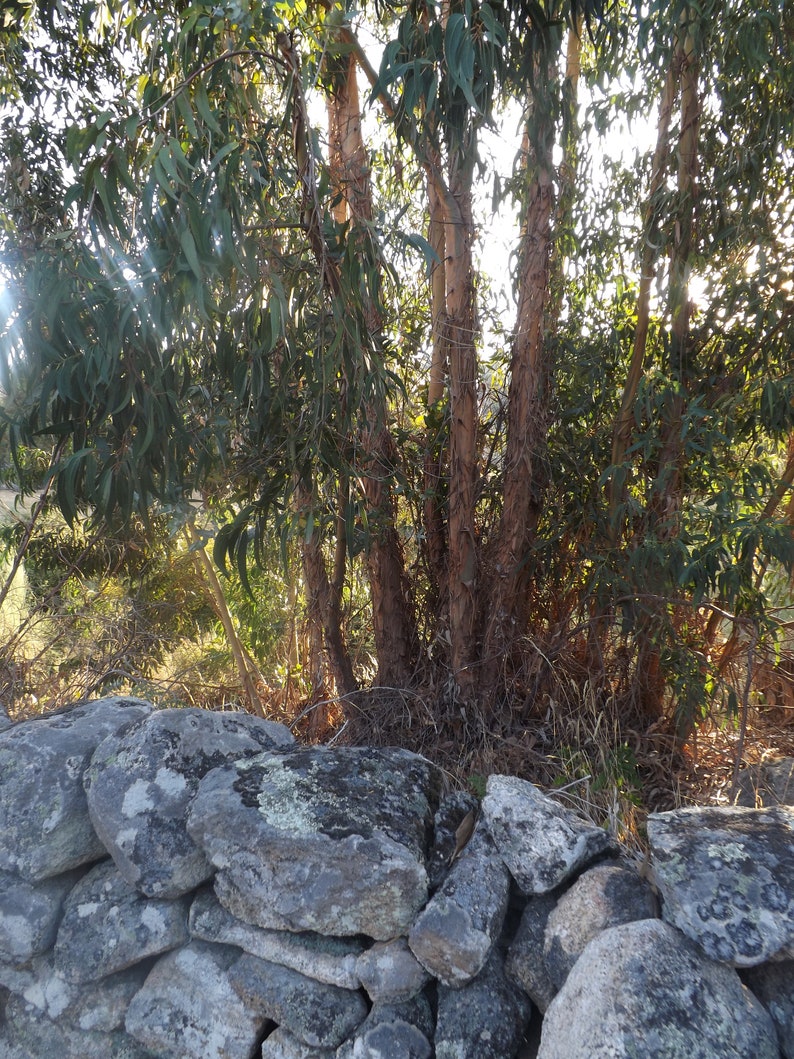 Fresh wild EUCALYPTUS LEAVES food for sugar gliders eco Etsy