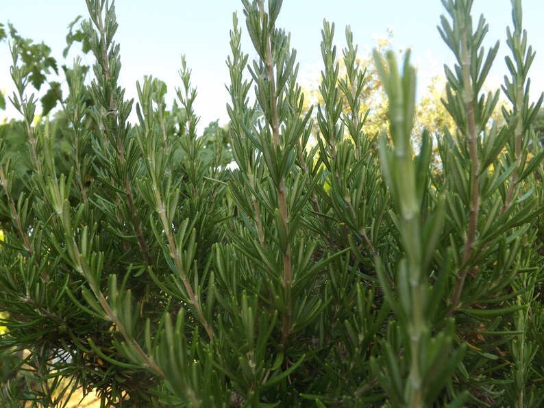20 fresh ROSEMARY SPRIGS weddings herb of Remembrance Etsy
