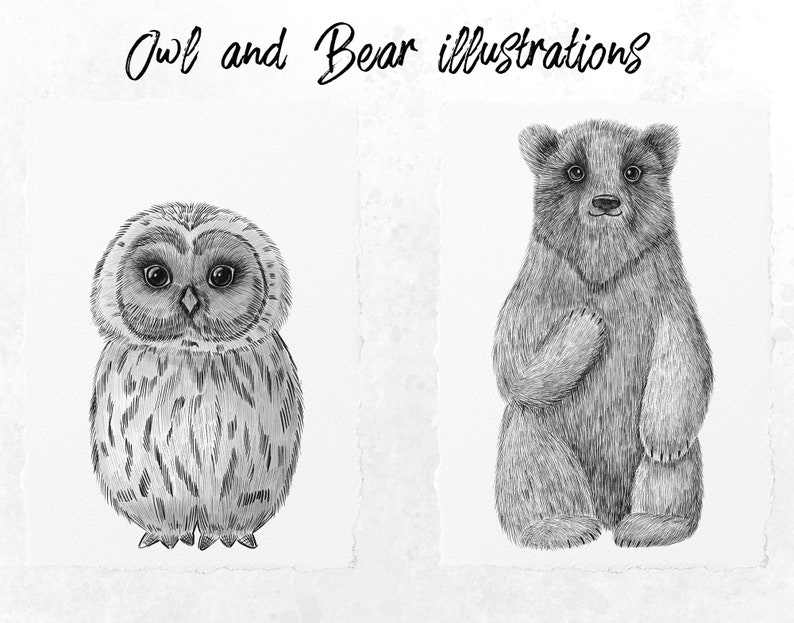 May include: Black and white illustrations of an owl and a bear. The owl has large, round eyes and detailed feather patterns. The bear is depicted in a seated position with a friendly expression. The text "Owl and Bear illustrations" is at the top.