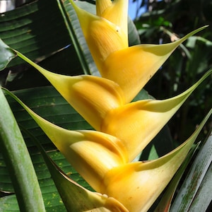 Caribean Gold live rhizome