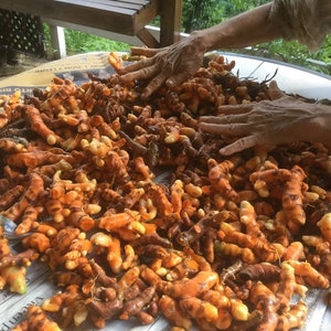 Turmeric Root Tincture Vegan Organic Curcuma Longa Etsy