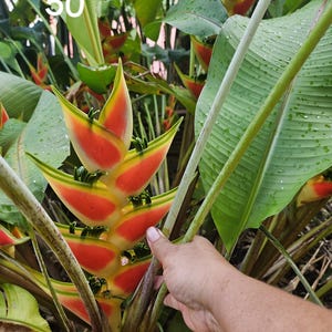 Beautiful Heliconia Wagneriana