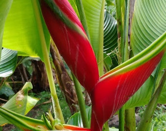 Heliconia bihai 'Lobster Claw